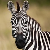 SA bids to put zebra, crocs on global menus - and govt says the plan could create over 200 000 jobs