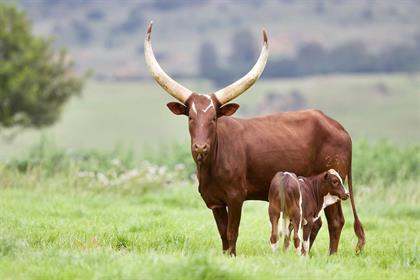 President Ramaphosa S Ankole Cattle Just Sold For R2 7 Million With Bull Mufasa Voted Best