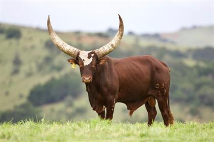 President Ramaphosa S Ankole Cattle Just Sold For R2 7 Million With Bull Mufasa Voted Best