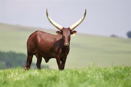 President Ramaphosa S Ankole Cattle Just Sold For R2 7 Million With Bull Mufasa Voted Best