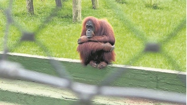 Opal the orangutan in her enclosure at the Natal Zoological Gardens.