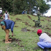 Kenyans brave heavy rain to plant trees towards 15-billion target on surprise holiday
