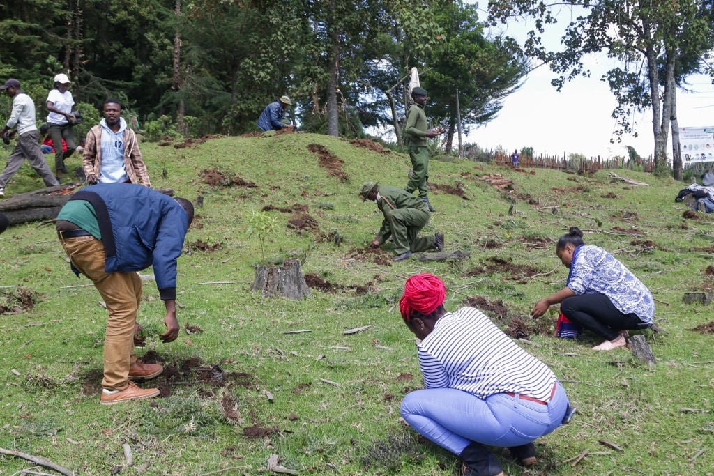 Kenya forest service rangers and volunteers plant tree seedlings at a deforested area inside Mau Forest in 2021. (Photo by James Wakibia/SOPA Images/LightRocket via Getty Images)
