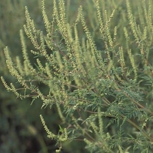 Ragweed has been detected in South African pollen spore traps for the first time.