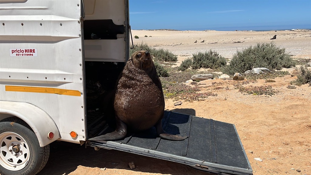 Five seals have been rescued from a group of "handlers" who allegedly abused them at the Hout Bay Harbour.