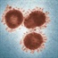 Why is there still no vaccine for the coronavirus?