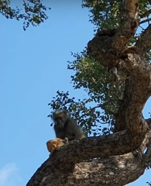 Baboon grooms lion. (PHOTO: YouTube/KrugerSightings)