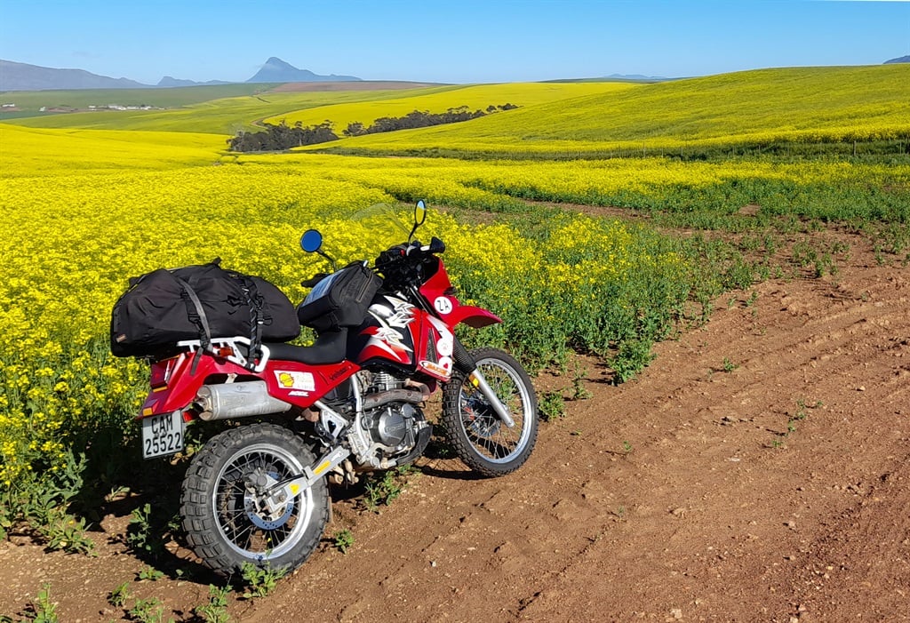 The canola dazzles on Overberg roads in spring – near Krige.