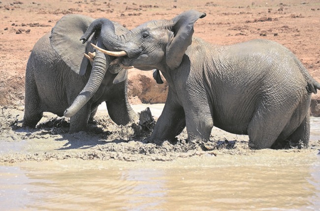 Zimbabwe selling rights to hunt 'endangered' elephants in hope of raising  money