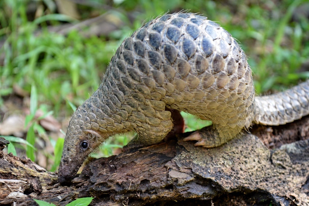 medicine The pangolin is considered the most trafficked animal on the planet.