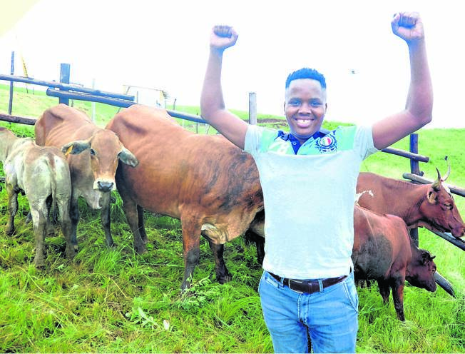 Khuzani Mpungose with the cows he won at the festival.Photo by Jabulani Langa