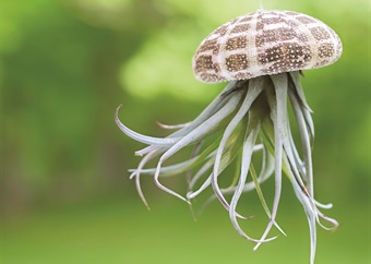 Gardening notebook: Airplants and what to do in your garden this month