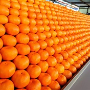 Record SA citrus exports in 2023 - despite 'black spot', port woes