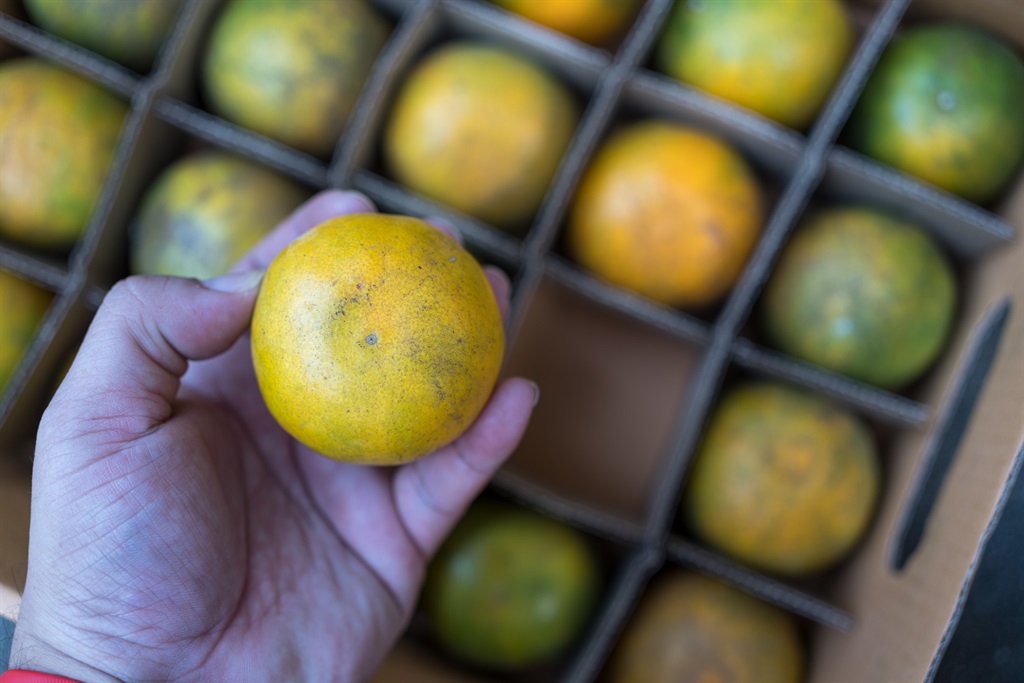 South Africa's citrus export are flat for 2023 largely because of Trasnet and Eskom's woes