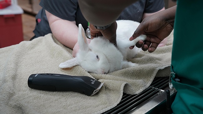 Surgery Tech Paul prepares a white rabbit for trea