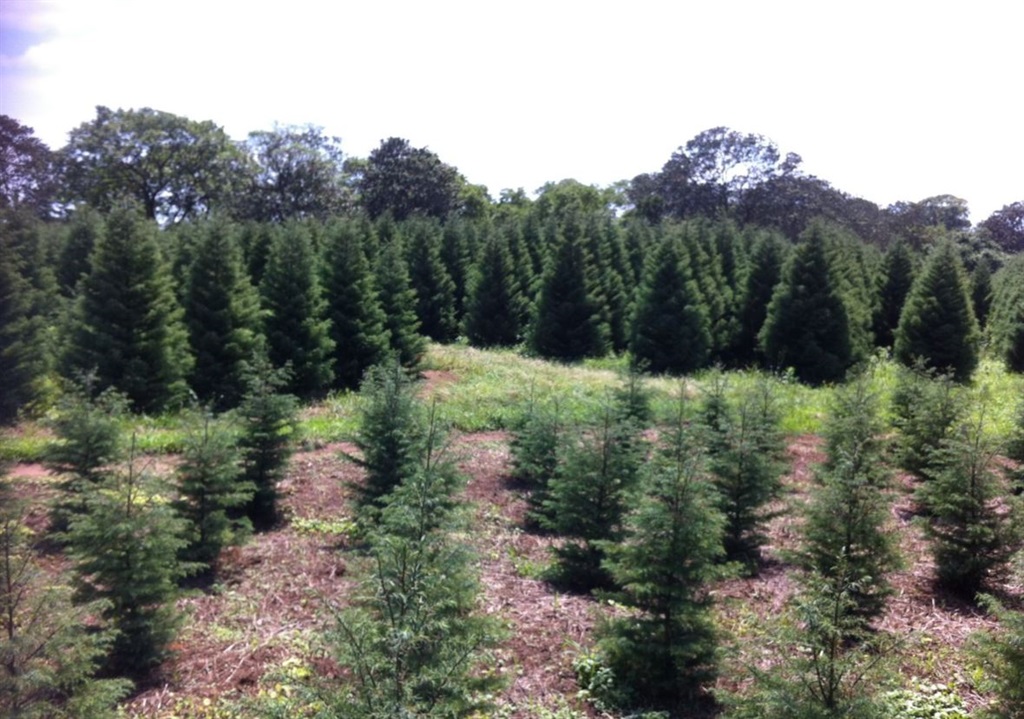 Live Christmas trees grown at Overdale Nursery in KZN where Howard Cook's father started growing them over 60 years ago. 