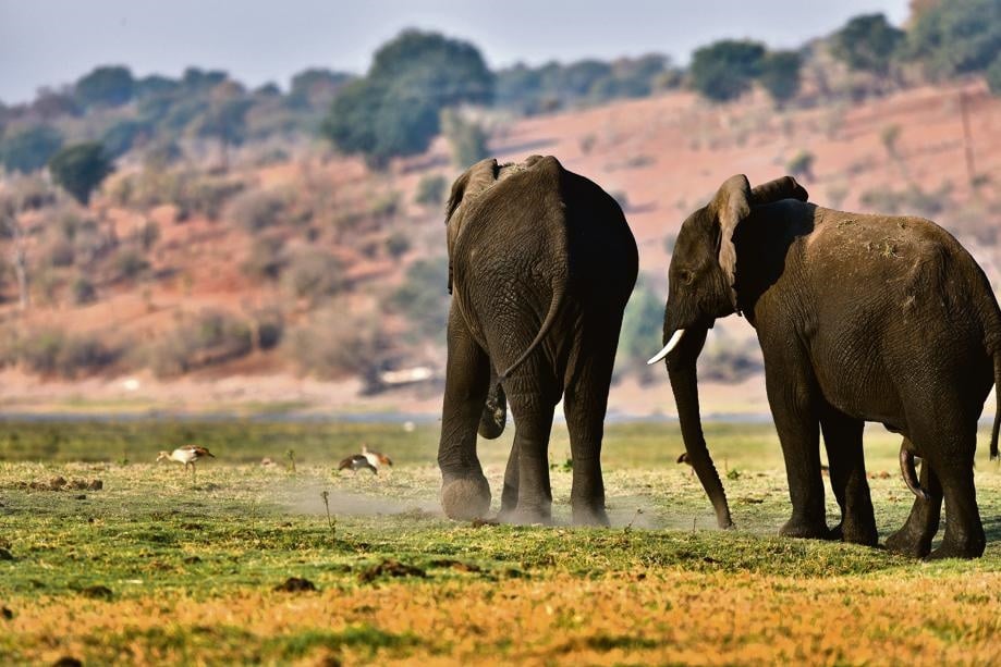 Botswana is allowing the licensed killing of elephants, citing the need to reduce overpopulation and prevent their increasing encroachment on human habitats. Picture: The Republic Production