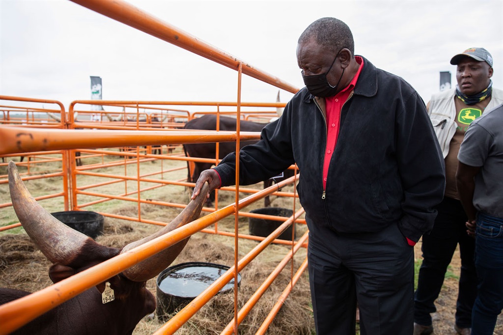 Take A Look Inside Sa S First Ankole Cattle Auction With Cyril Ramaphosa And Patrice Motsepe