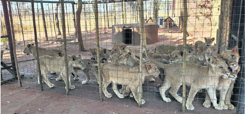 Currently, 8 000 to 12 000 lions and thousands of other big cats, including tigers and cheetahs, are bred and kept in captivity in more than 350 facilities in mostly the Free State, North West, Limpopo and Eastern Cape provinces.