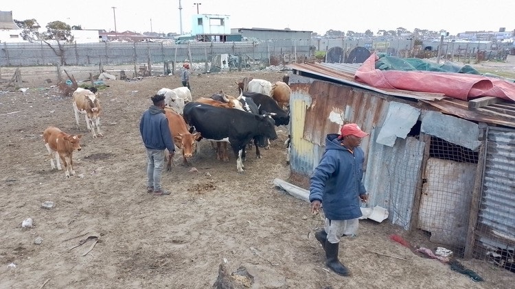 News24 | Stock theft is making township farmers' hard lives harder