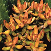 Succulent of the month: Sedum adolphii ‘Golden Glow’