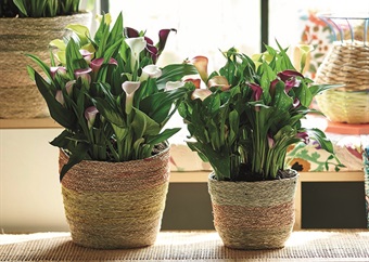 Indoor plant of the month: Mini arum