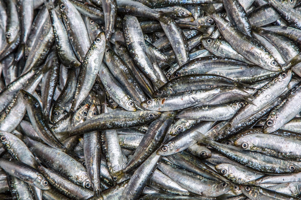 Pilchards. Photo by Getty Images