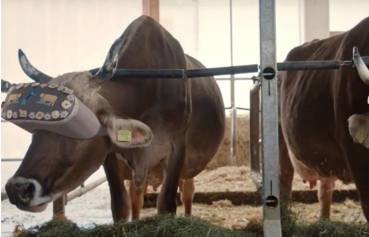 Cows that wear VR headsets to stress | Sun
