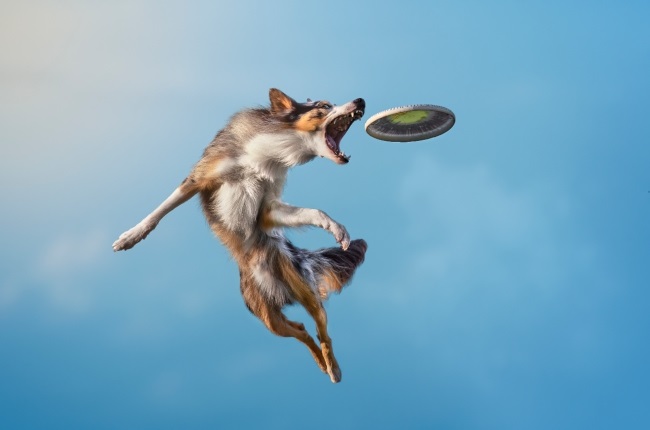 News, international, dogs, Dog Photography Awards