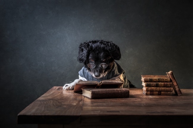 News, international, dogs, Dog Photography Awards